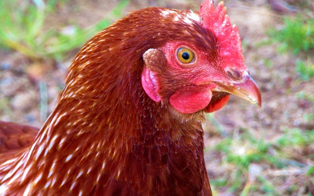 gallina entra Pentagono