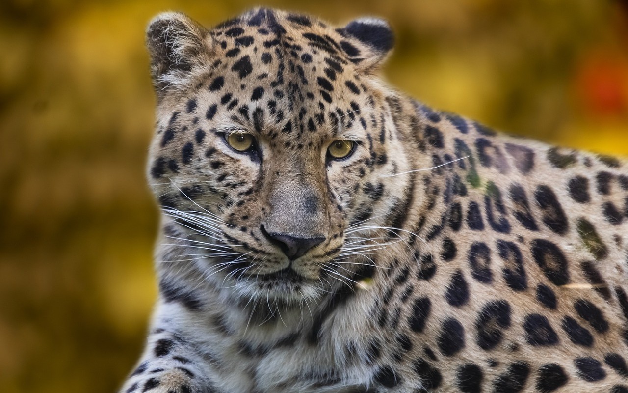 leopardo incastrato secchio