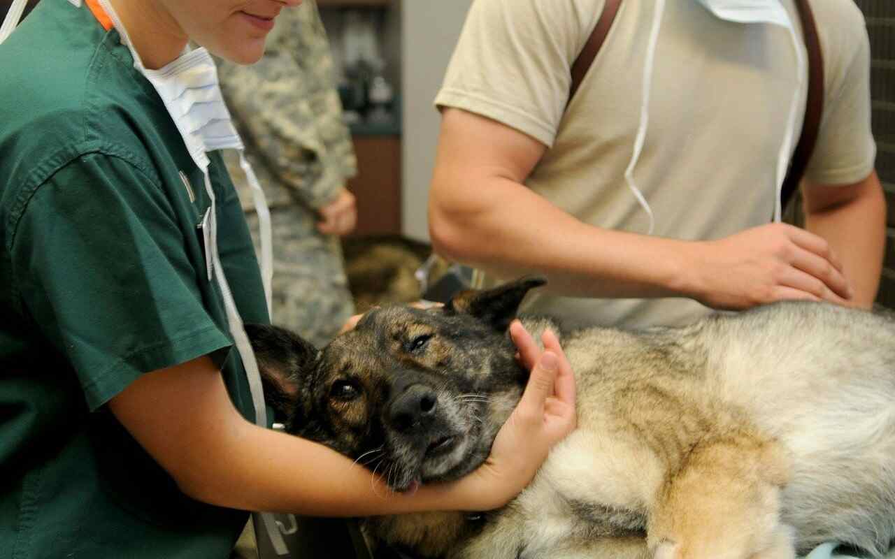 AIDAA veterinari gratuiti per animali dall'Ucraina