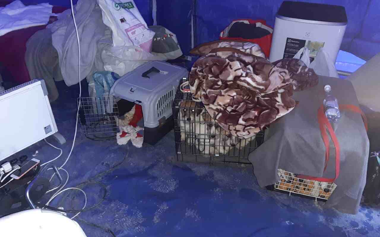 Cani profughi Ucraina donazioni Oipa