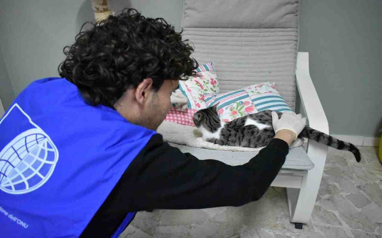 Cat House gatti Oipa