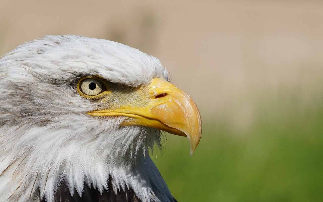 Giornata Mondiale della Fauna Selvatica