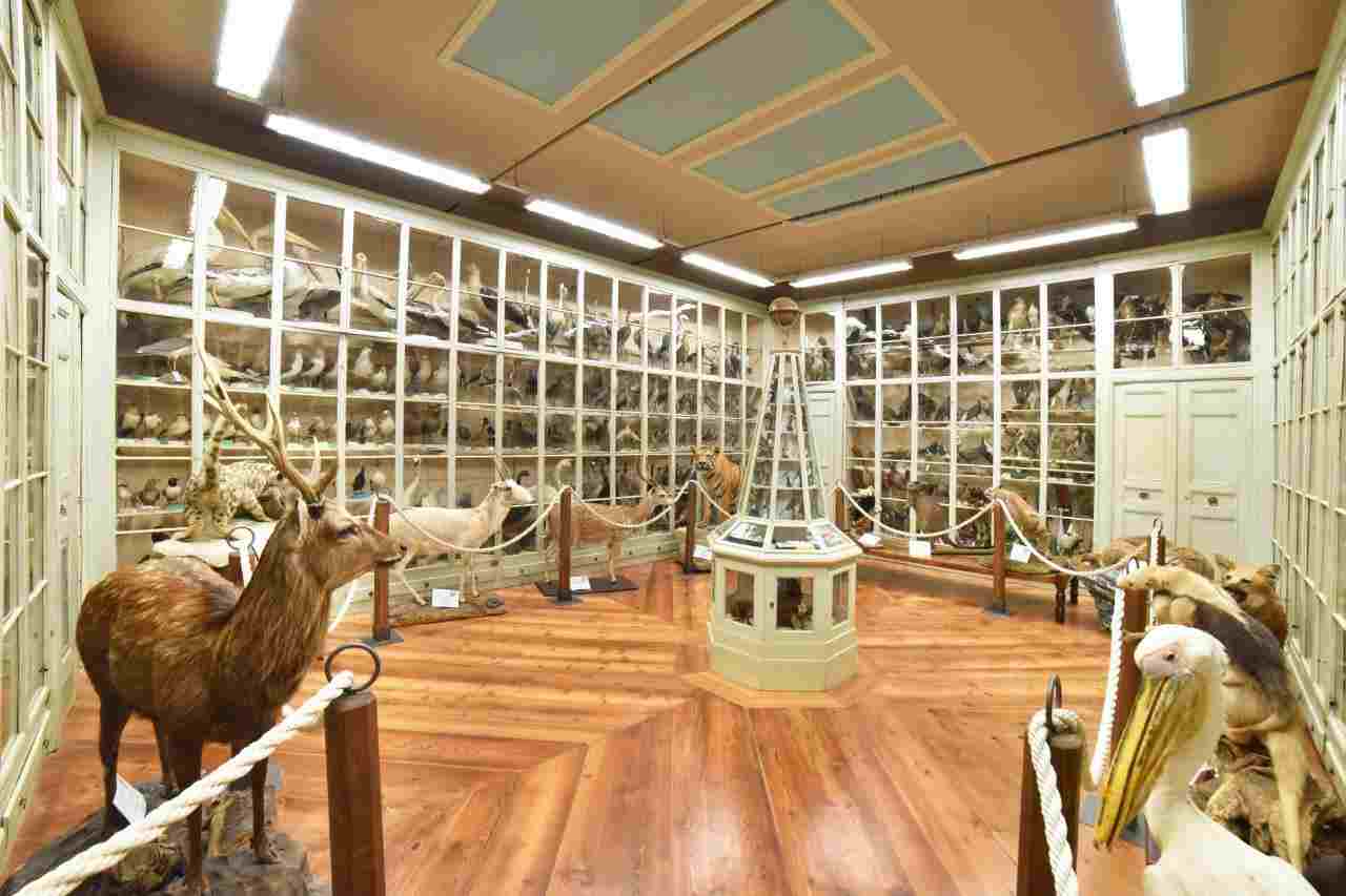 Museo Craveri animali fantastici