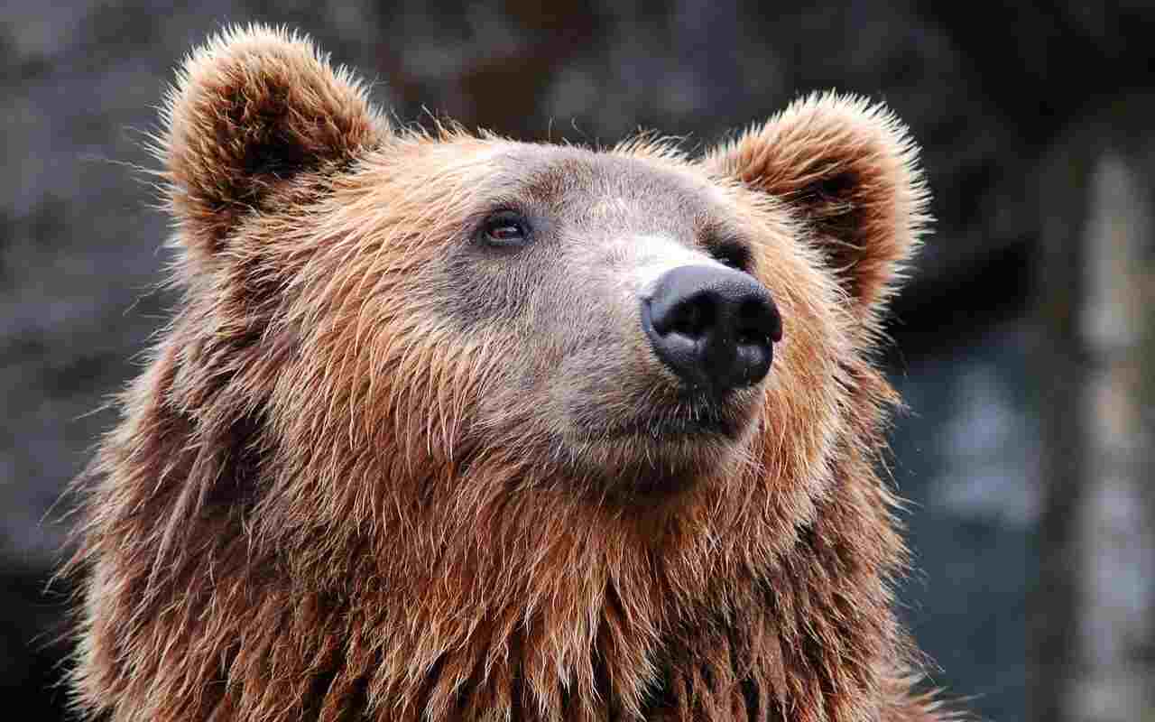 Orso M20 catturato
