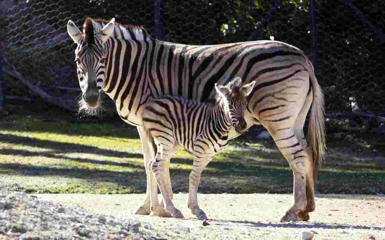 Parco Zoo Falconara cucciolo di zebra