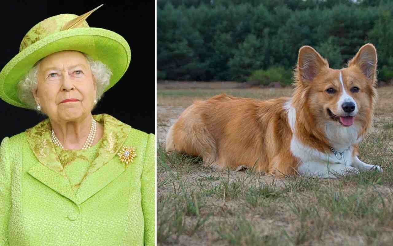 Regina Elisabetta cani