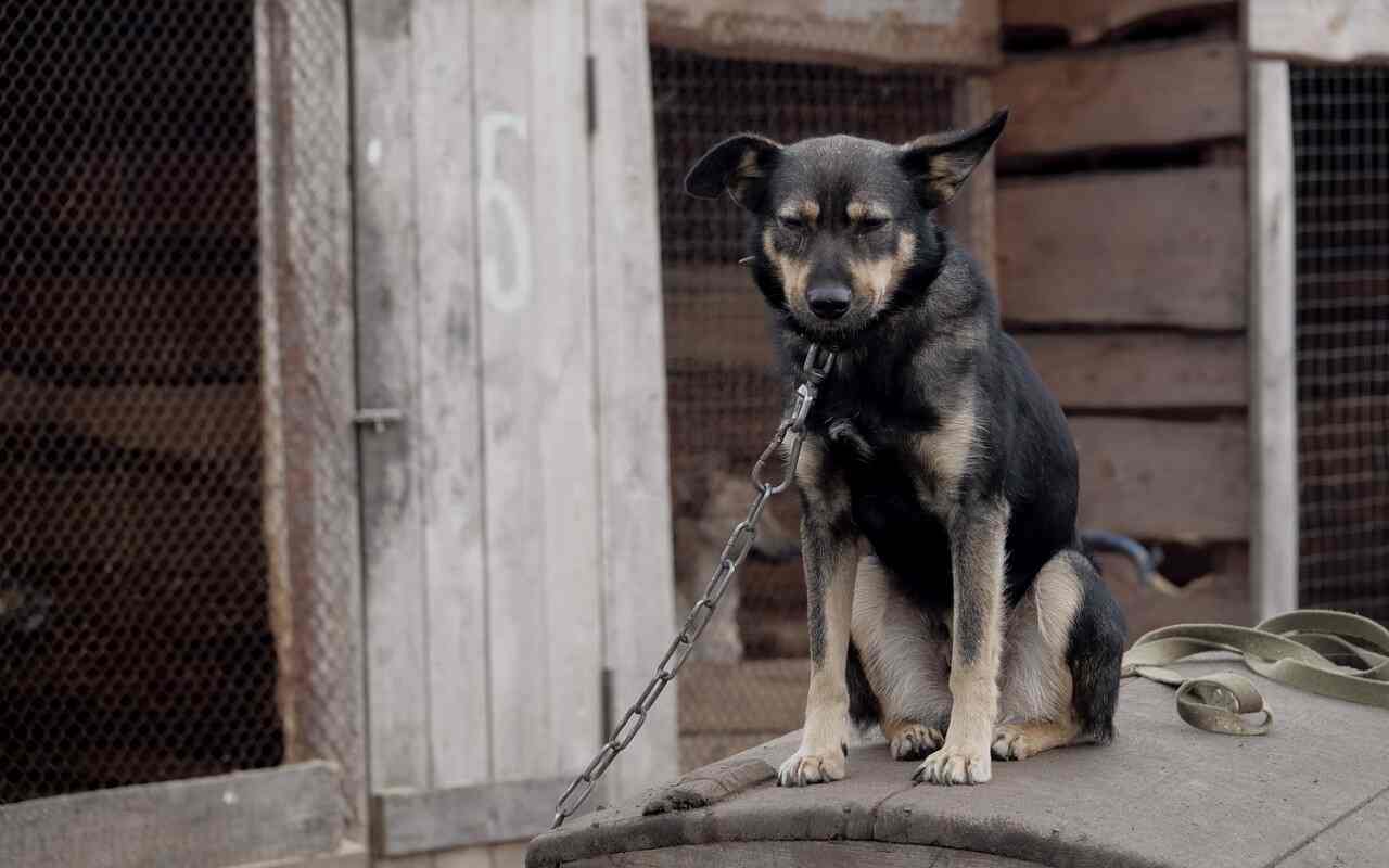 Trentino divieto catene cani