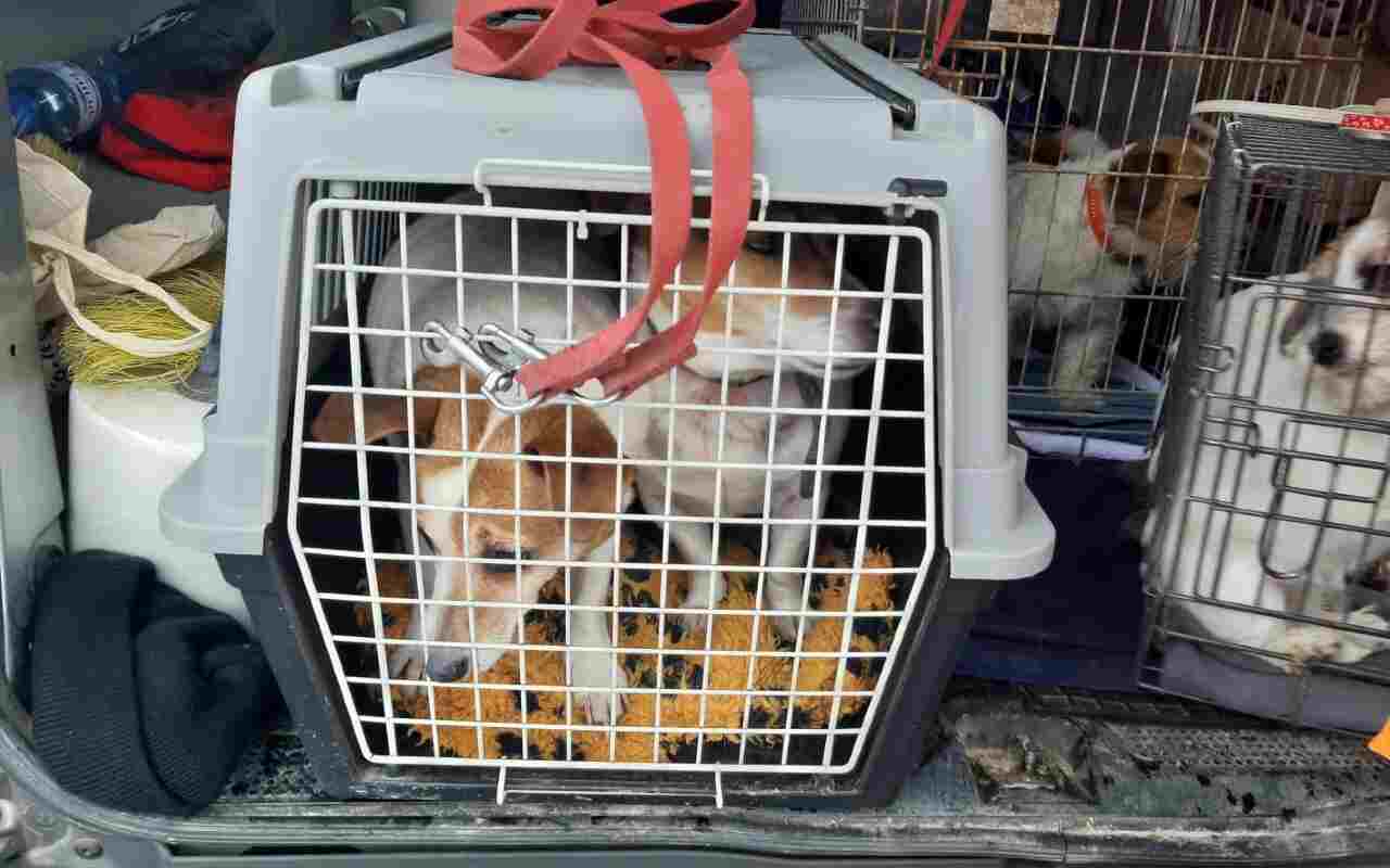 Ucraina profughi cani e gatti