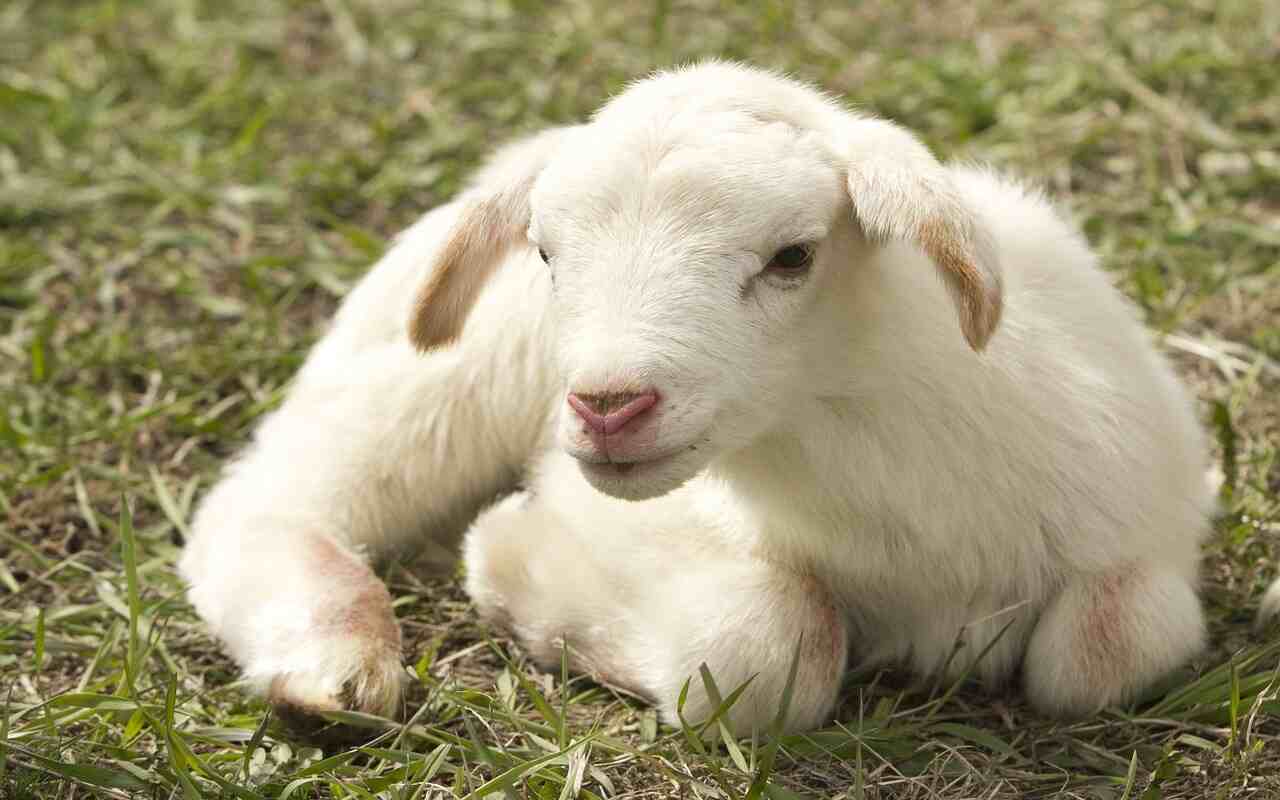 agnello Pasqua calo delle vendita