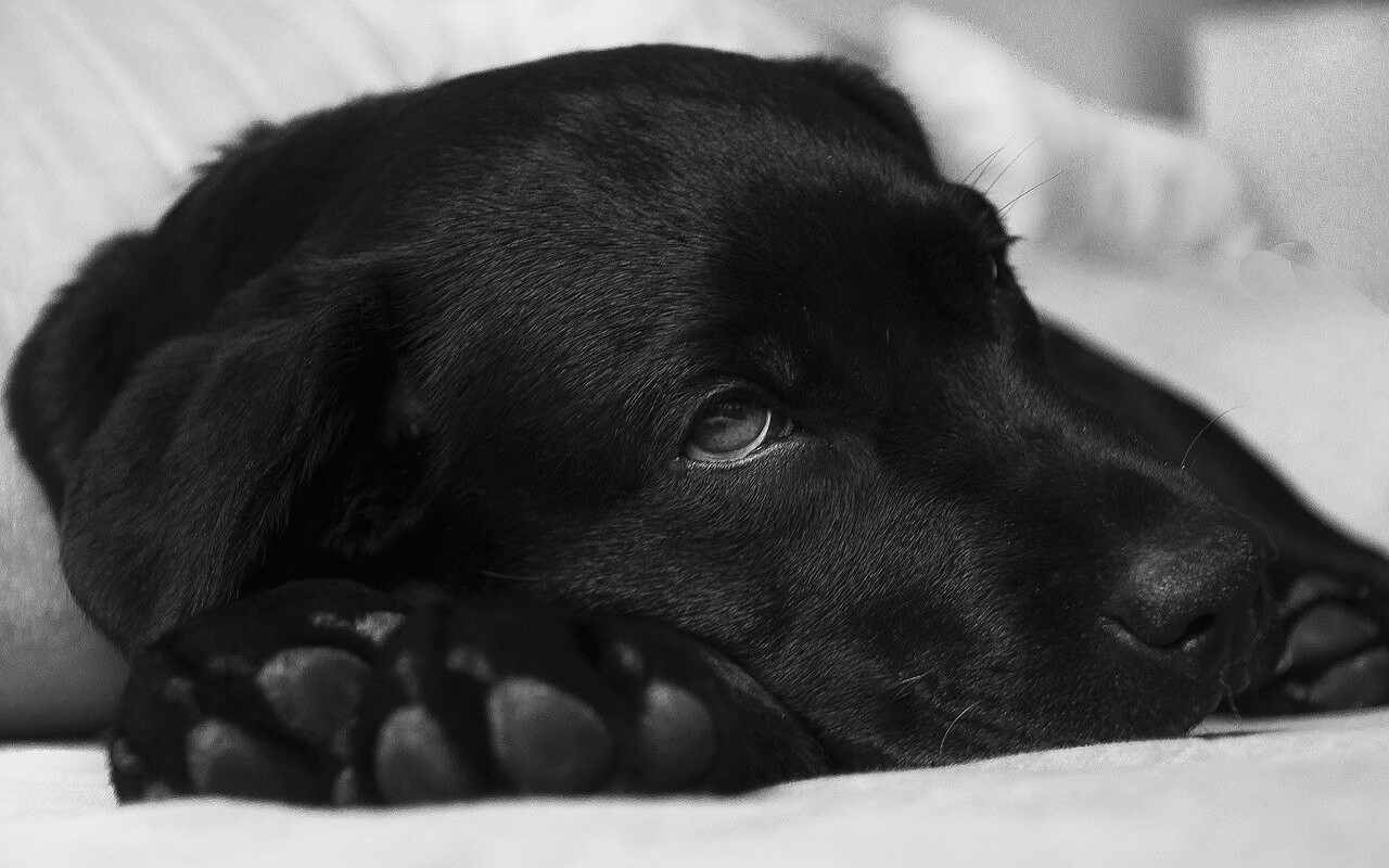 animali domestici lockdown
