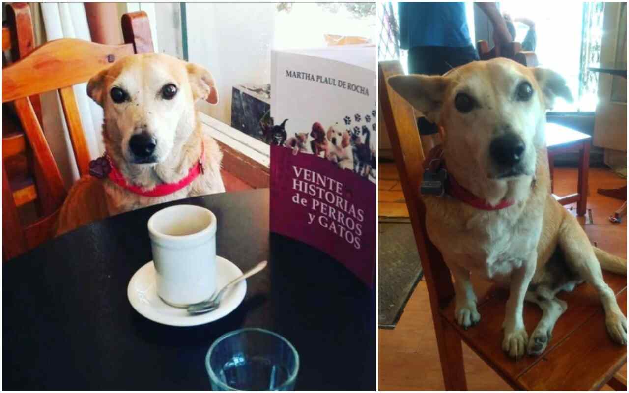 cane Corchito Buenos Aires