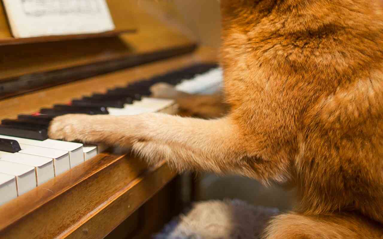 cane suona pianoforte
