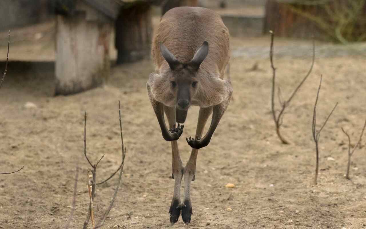 canguro avvistato in Danimarca