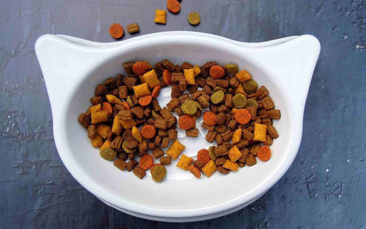 carne di squali nel cibo per gatti