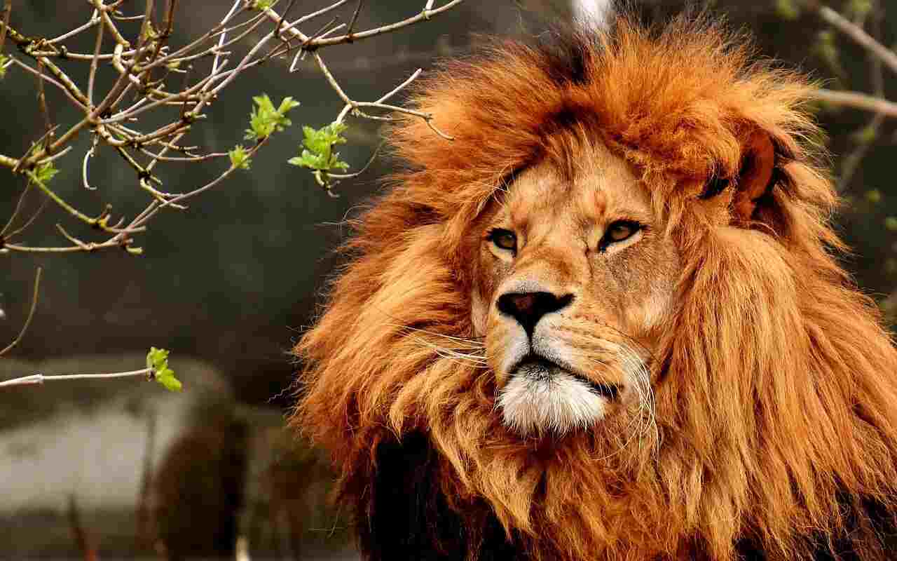 leone stop caccia al trofeo in Italia