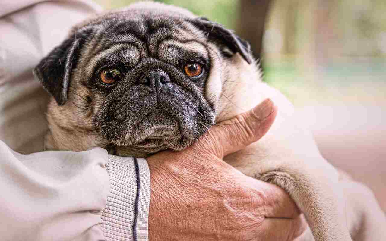 Pet Therapy benefici