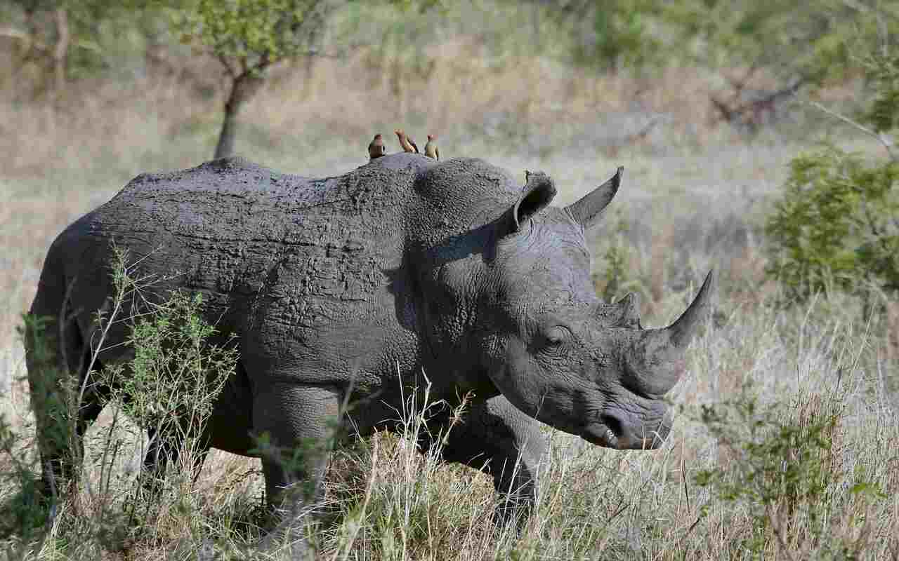 rinoceronte morto in Tanzania