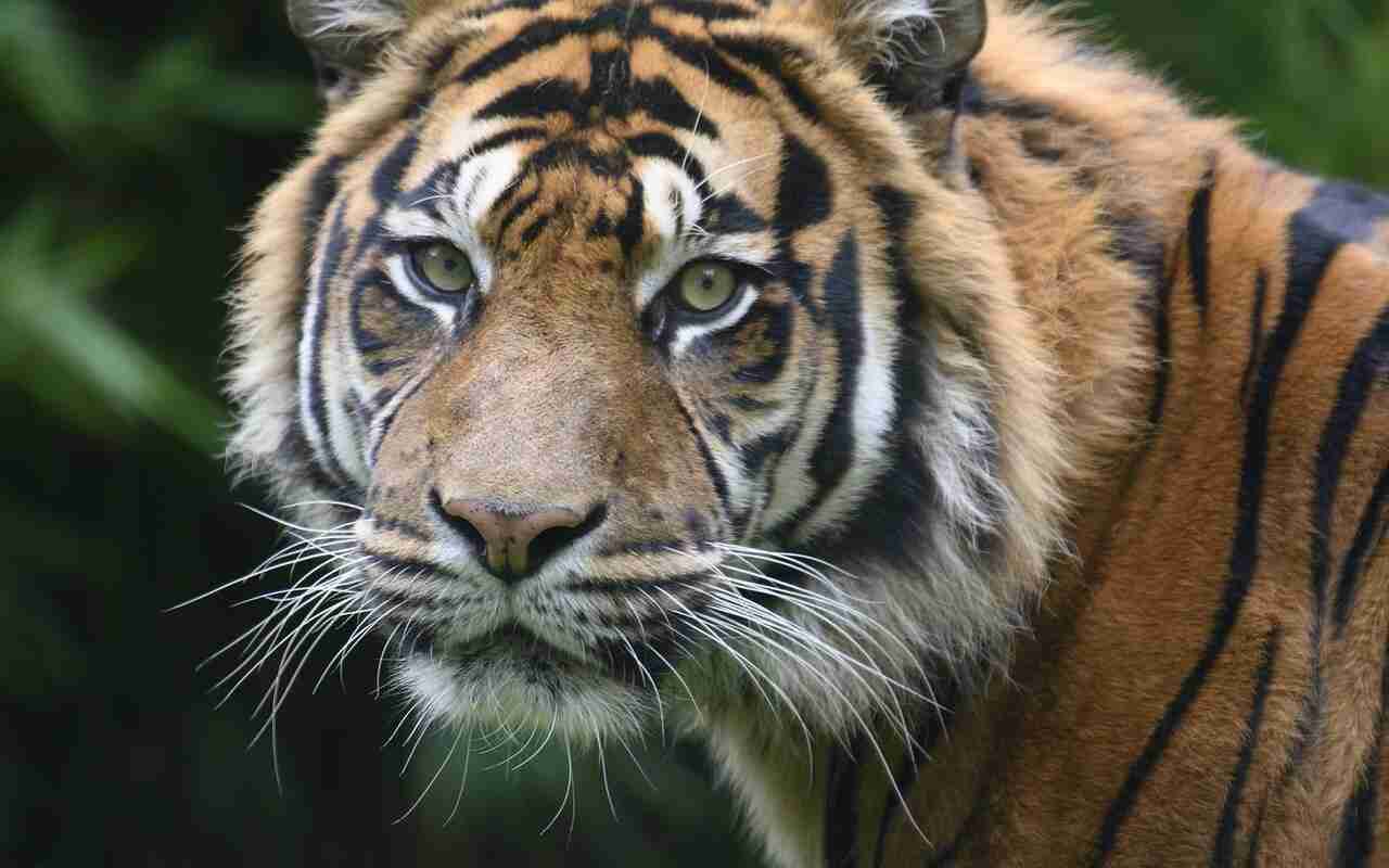 zoo Kiev animali rischio