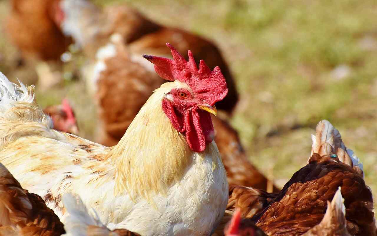 Aviaria polli e tacchini morti in Usa