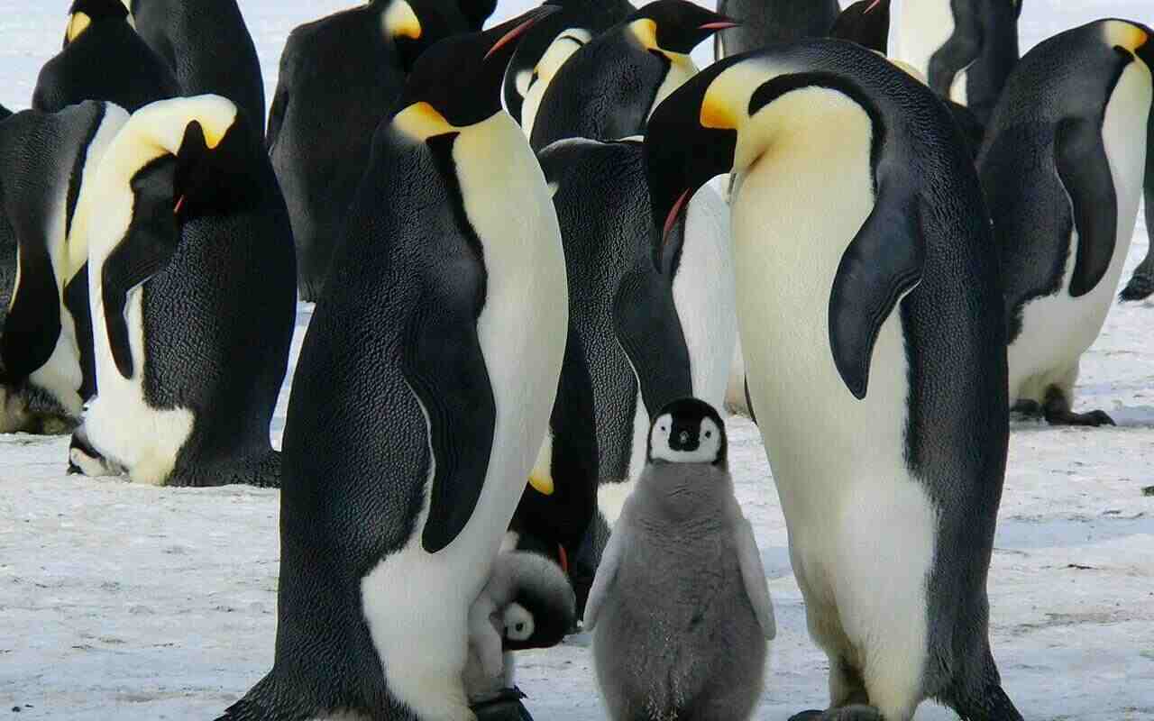 Giornata Mondiale Pinguini