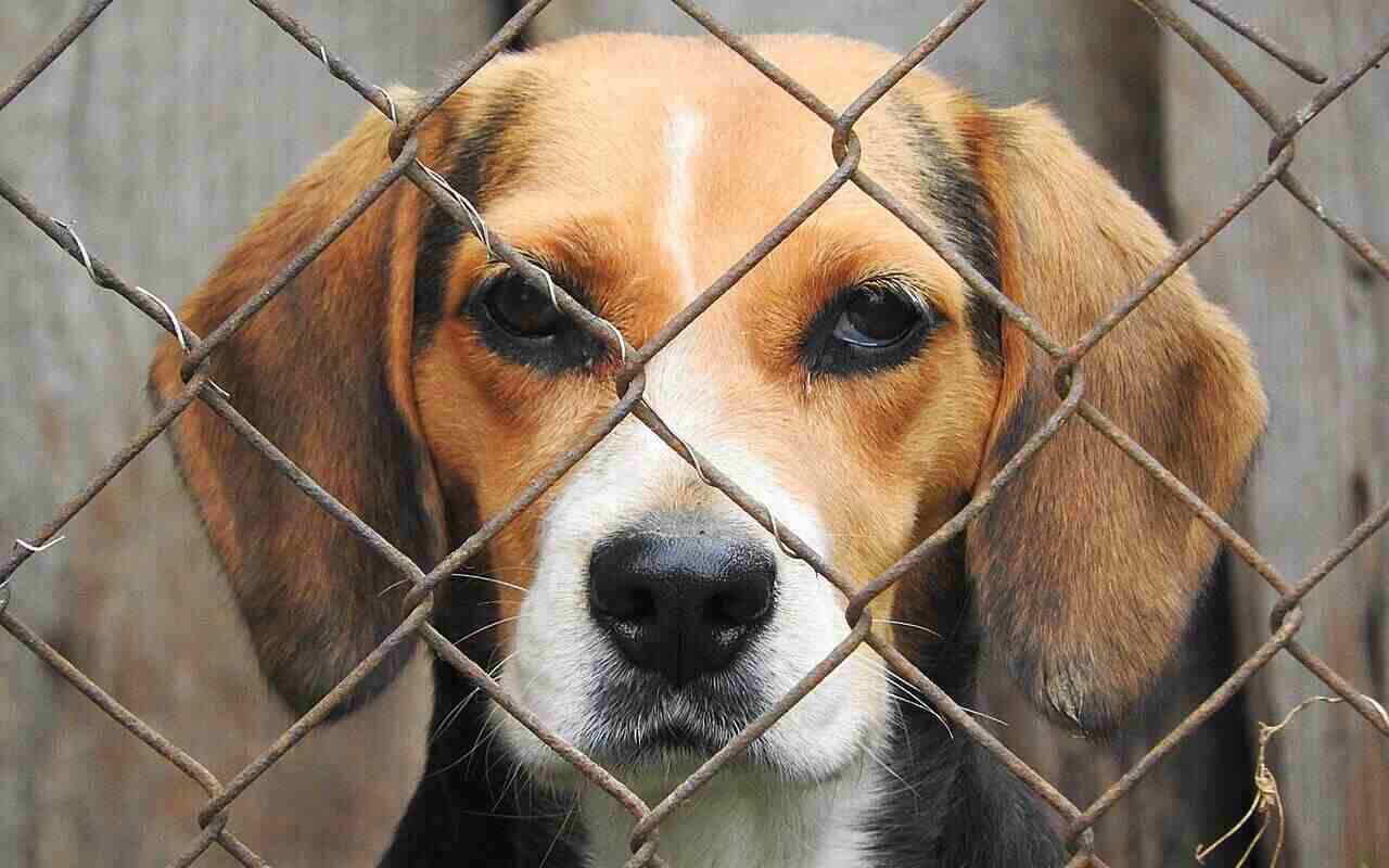 Green Hill beagle storia