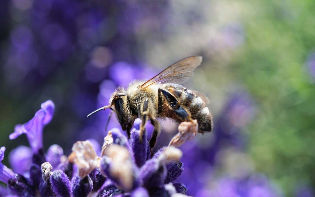 api animali domestici gli alveari urbani