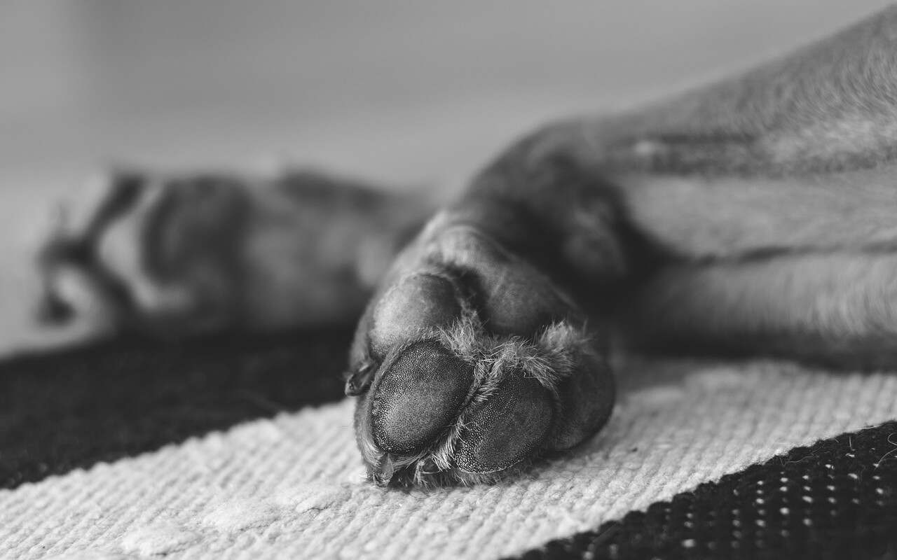 cani morti canile Ucraina