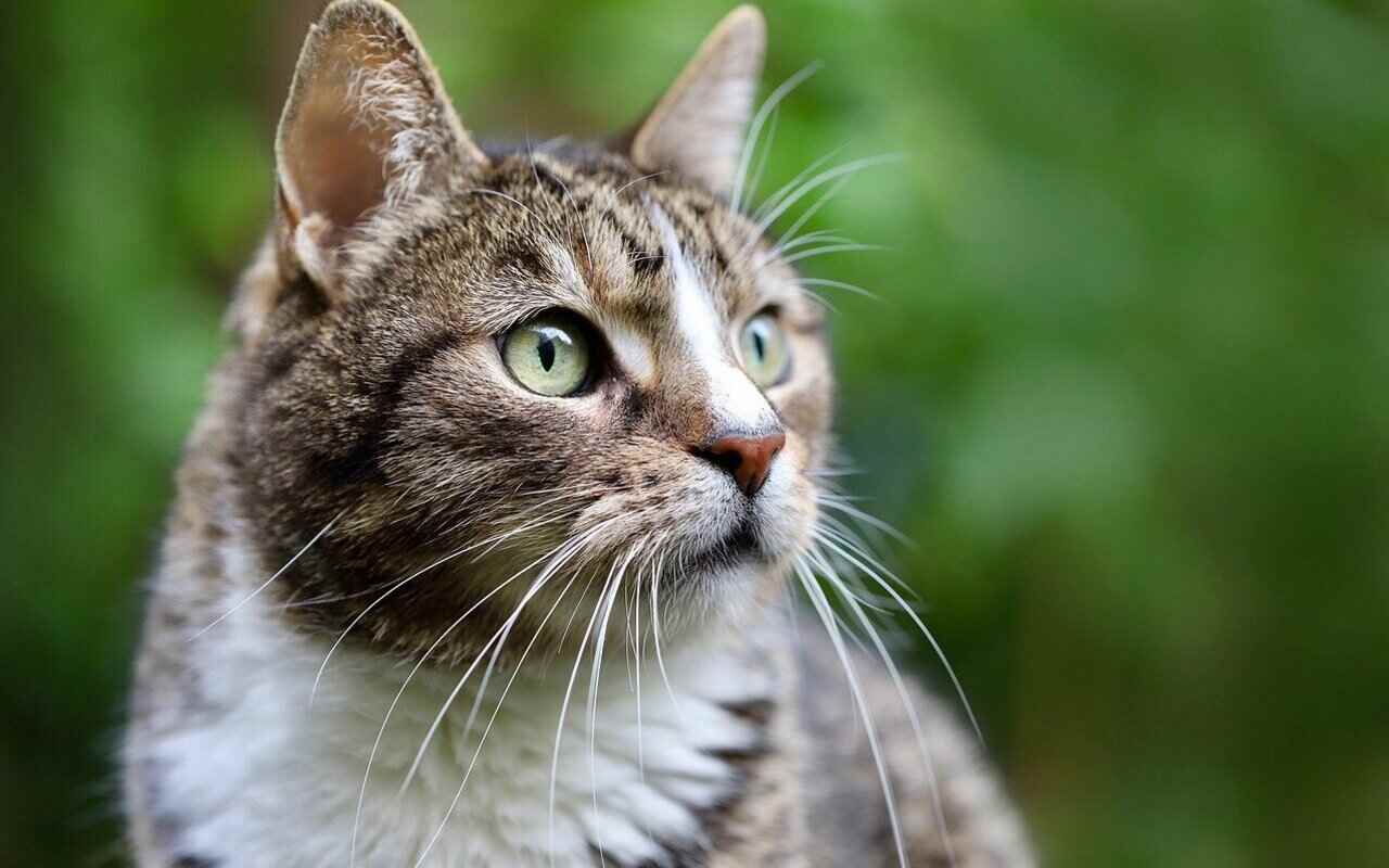 gatti cose che non sopportano