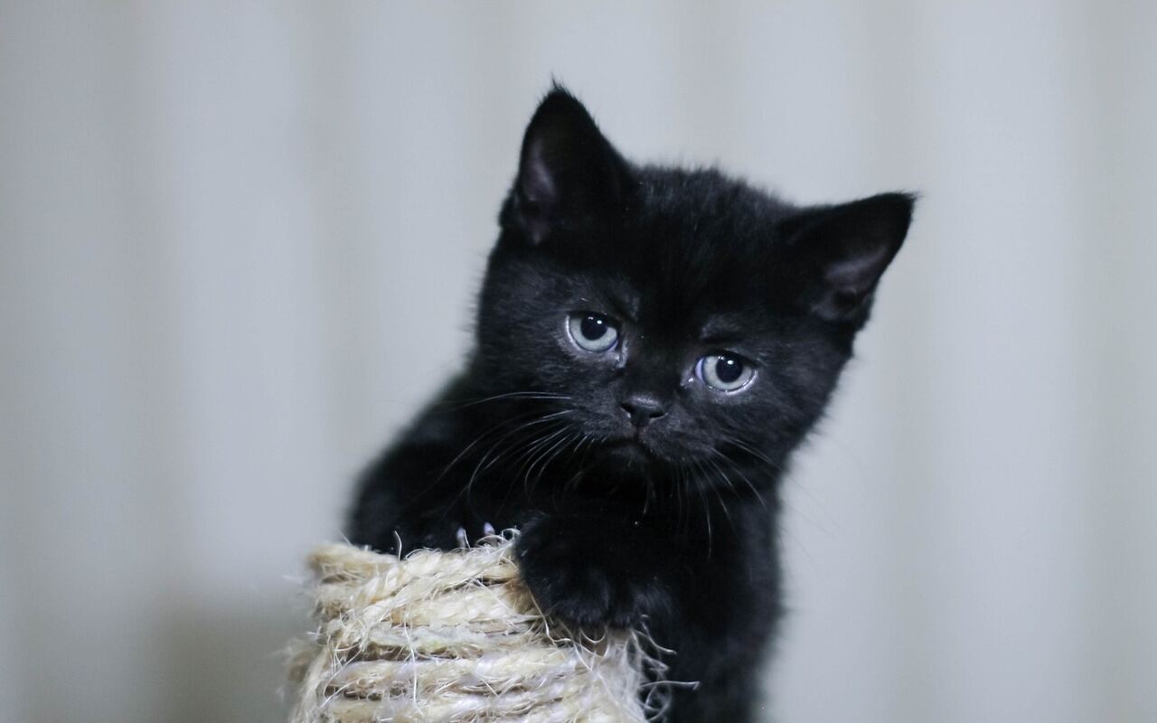 gatto comportamento gioco