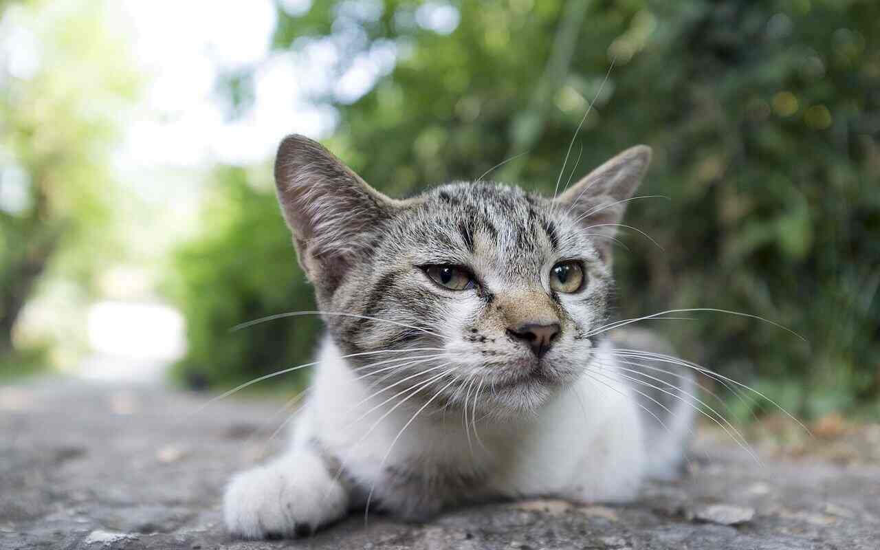 gatto randagio mascotte scuola