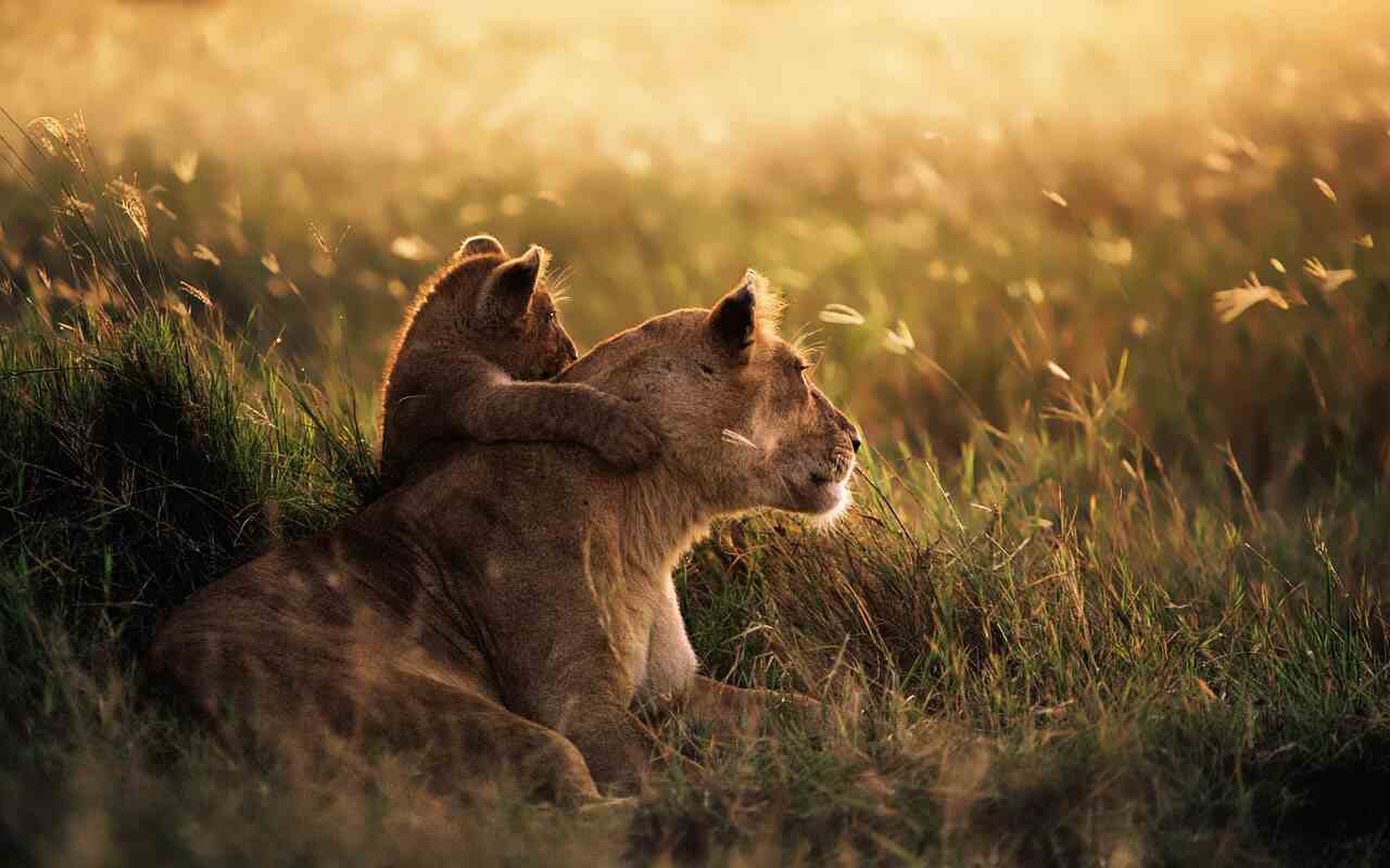 leonessa e cuccioli fulminati