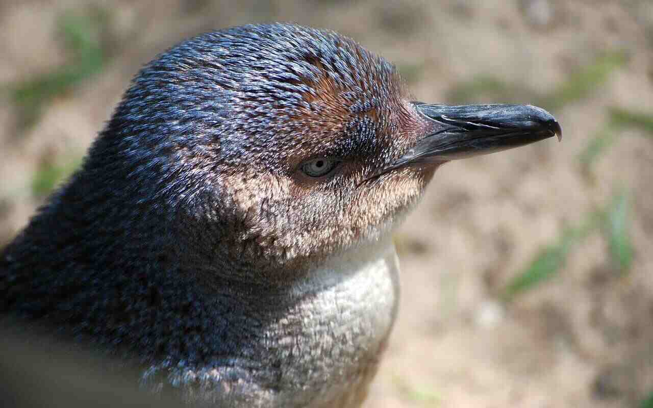 strage pinguini Australia