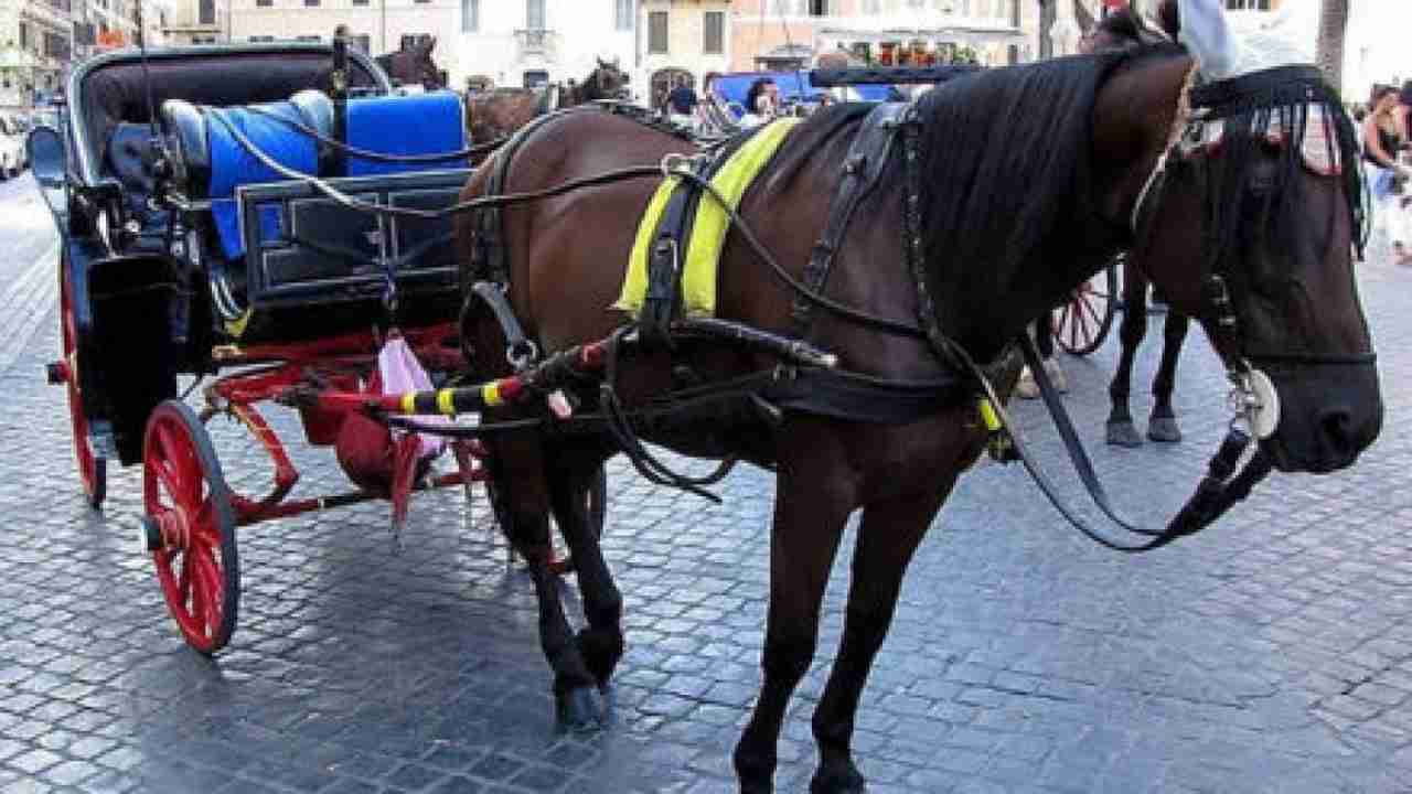 Botticelle