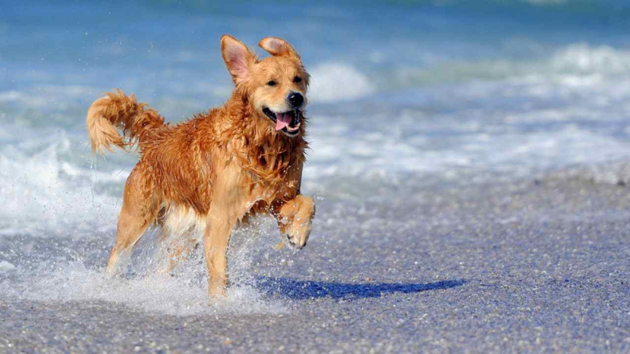 Cane