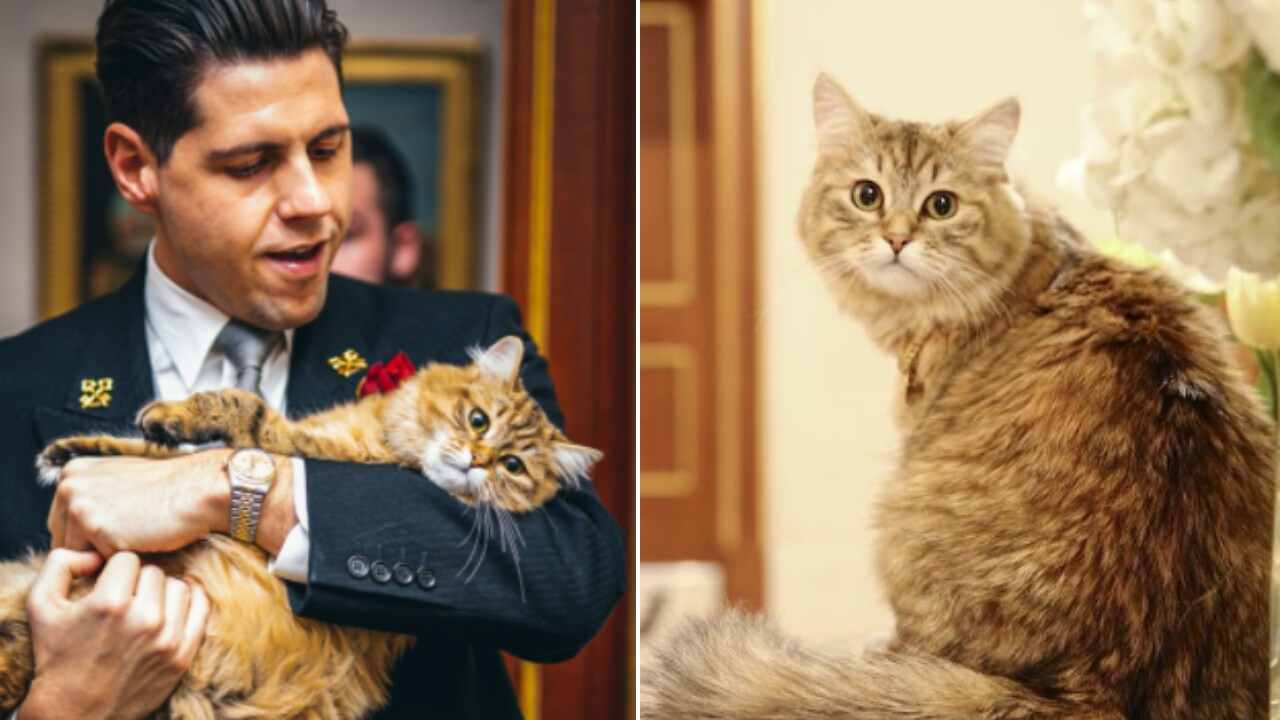 Gatto più ricco del mondo