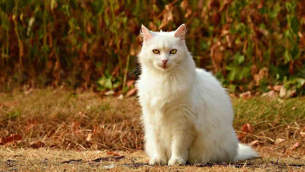 Sardegna sterilizzazione gatti