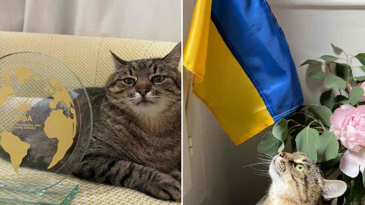 Stepan gatto influencer ucraino