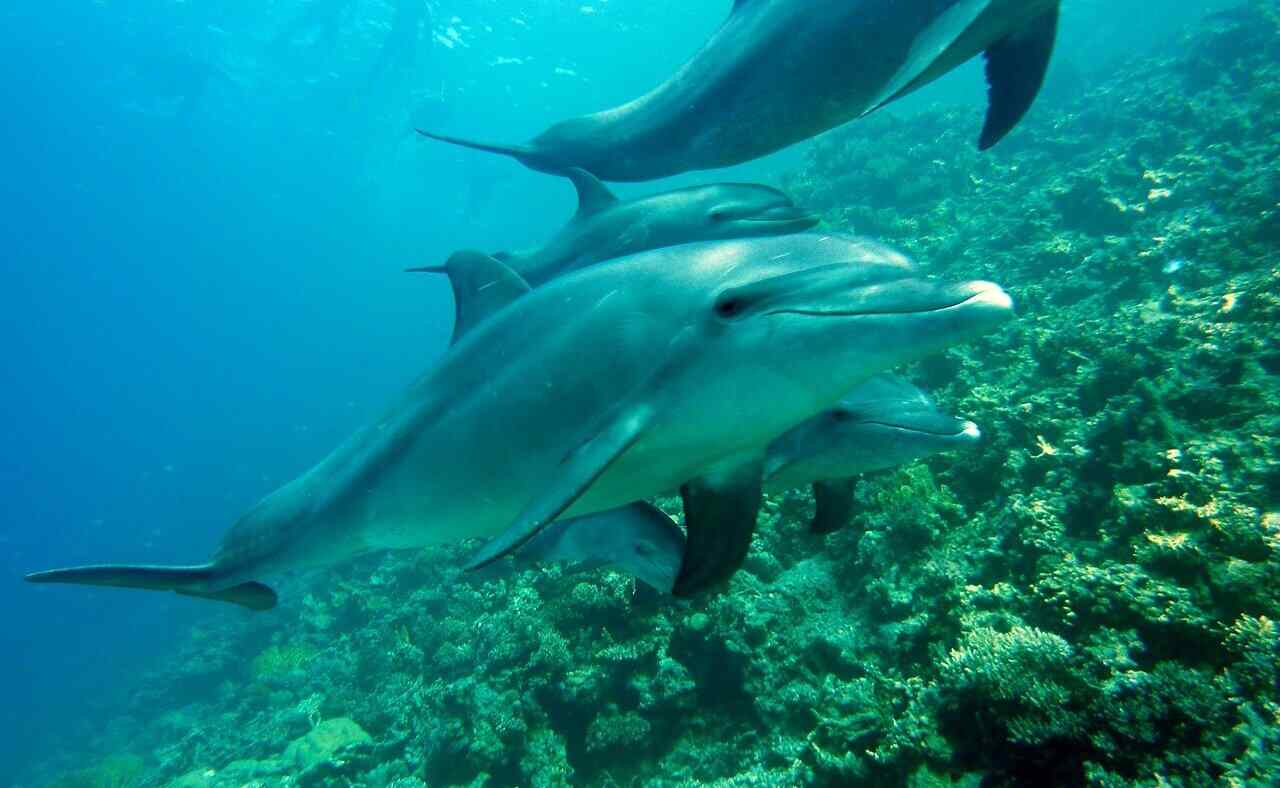 Strage delfini Ucraina