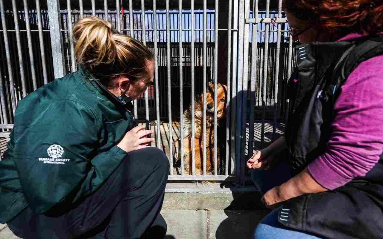 animali Ucraina appello trasporti