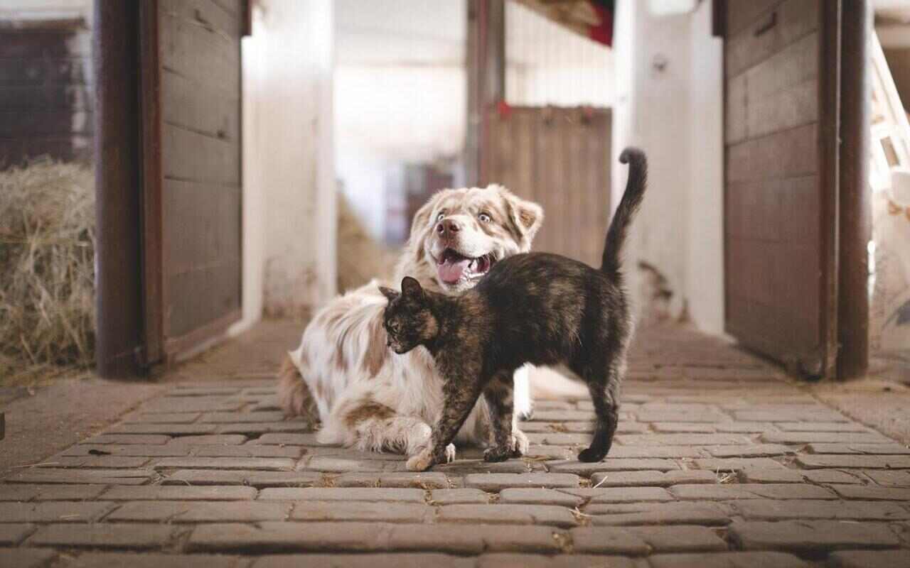 animali domestici case italiane
