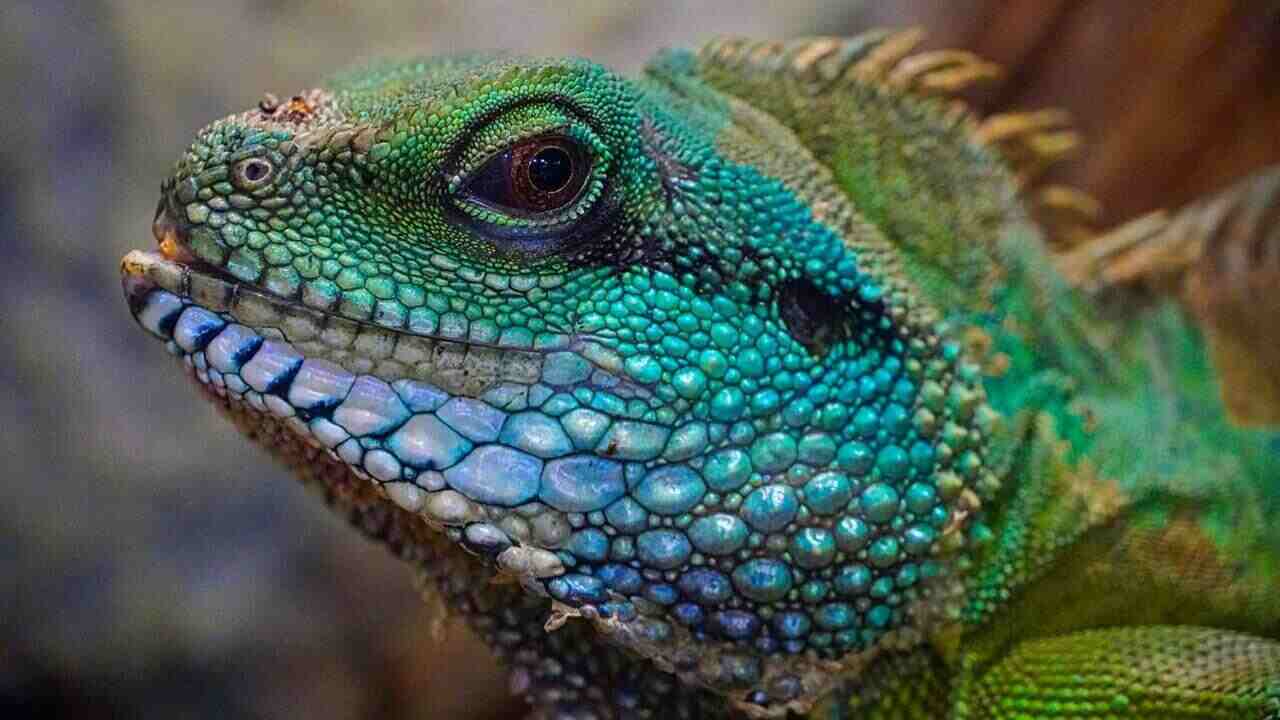 Animali esotici tenuti come domestici in Europa