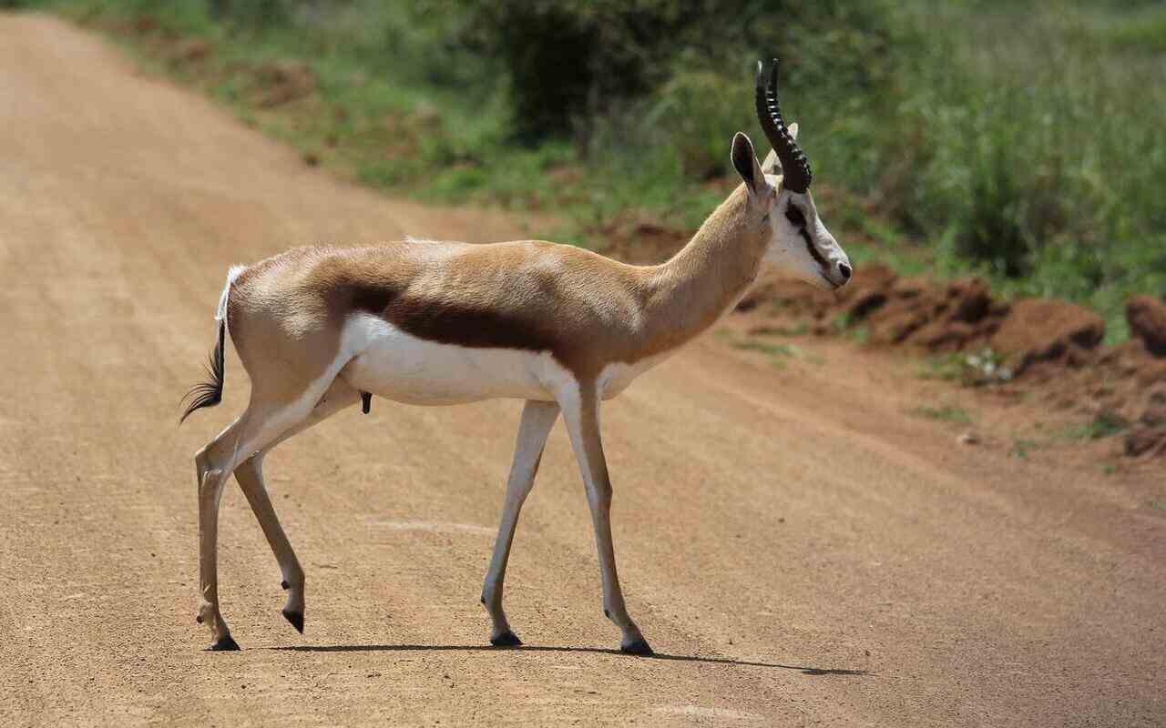 animali selvatici investiti