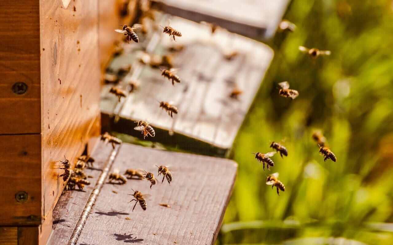 api sentinelle ecologiche