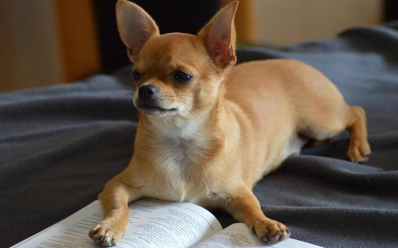 Chihuahua più vecchio del mondo