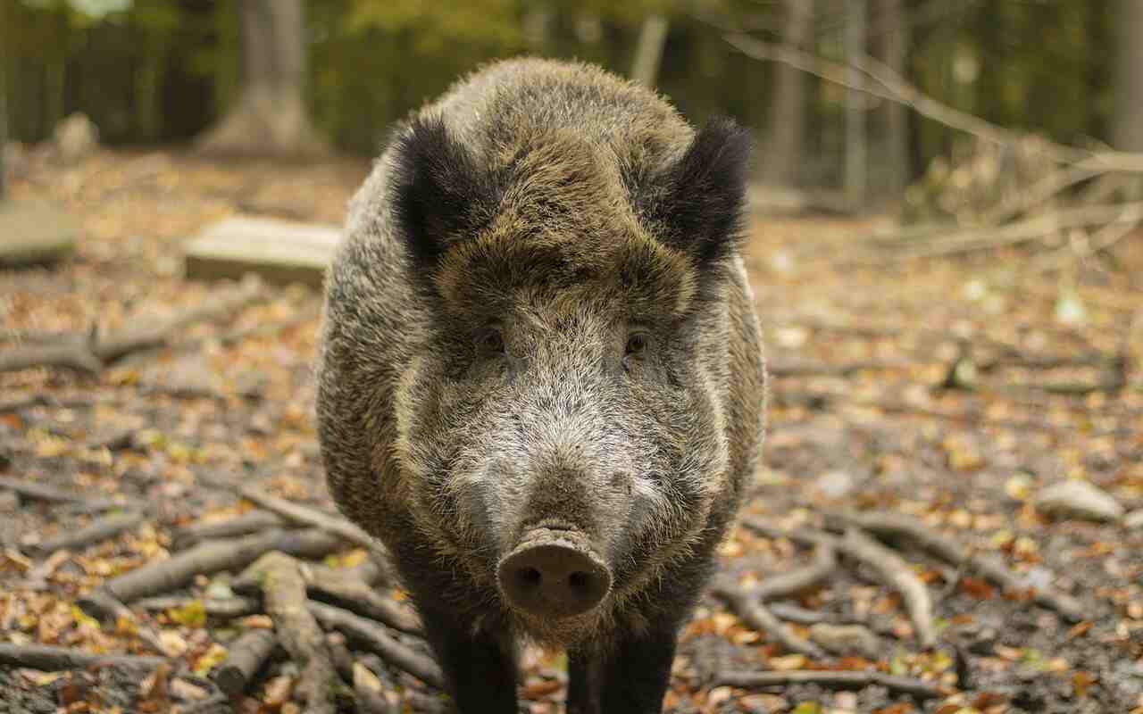 Cinghiale