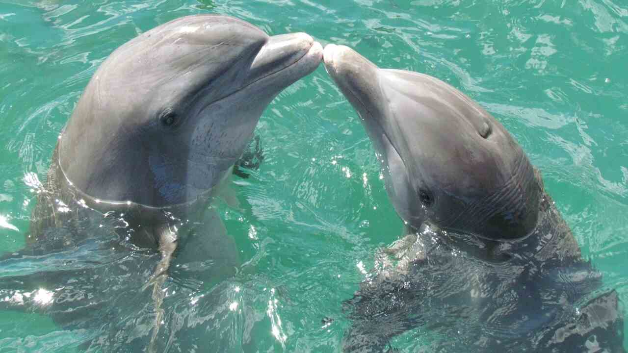 delfini curano ferite