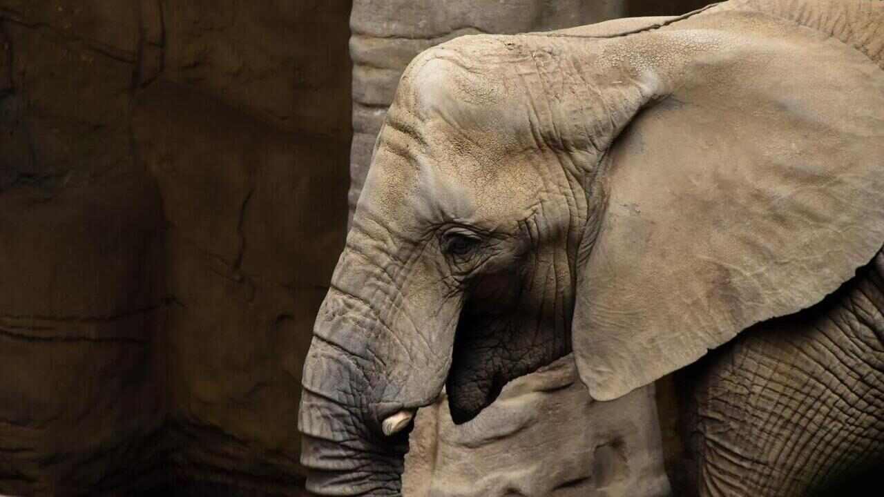 elefantessa diritti umani