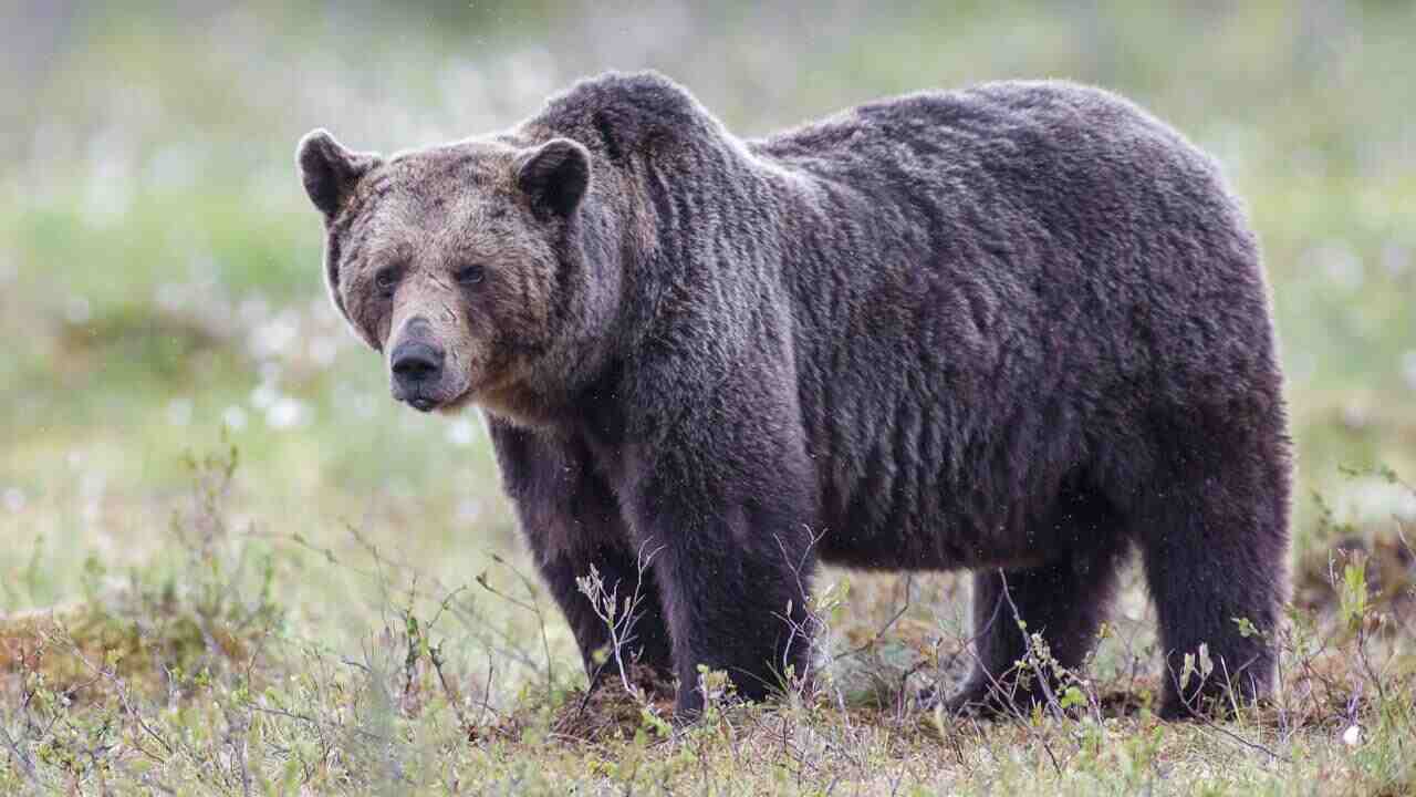 orso fuga galleria