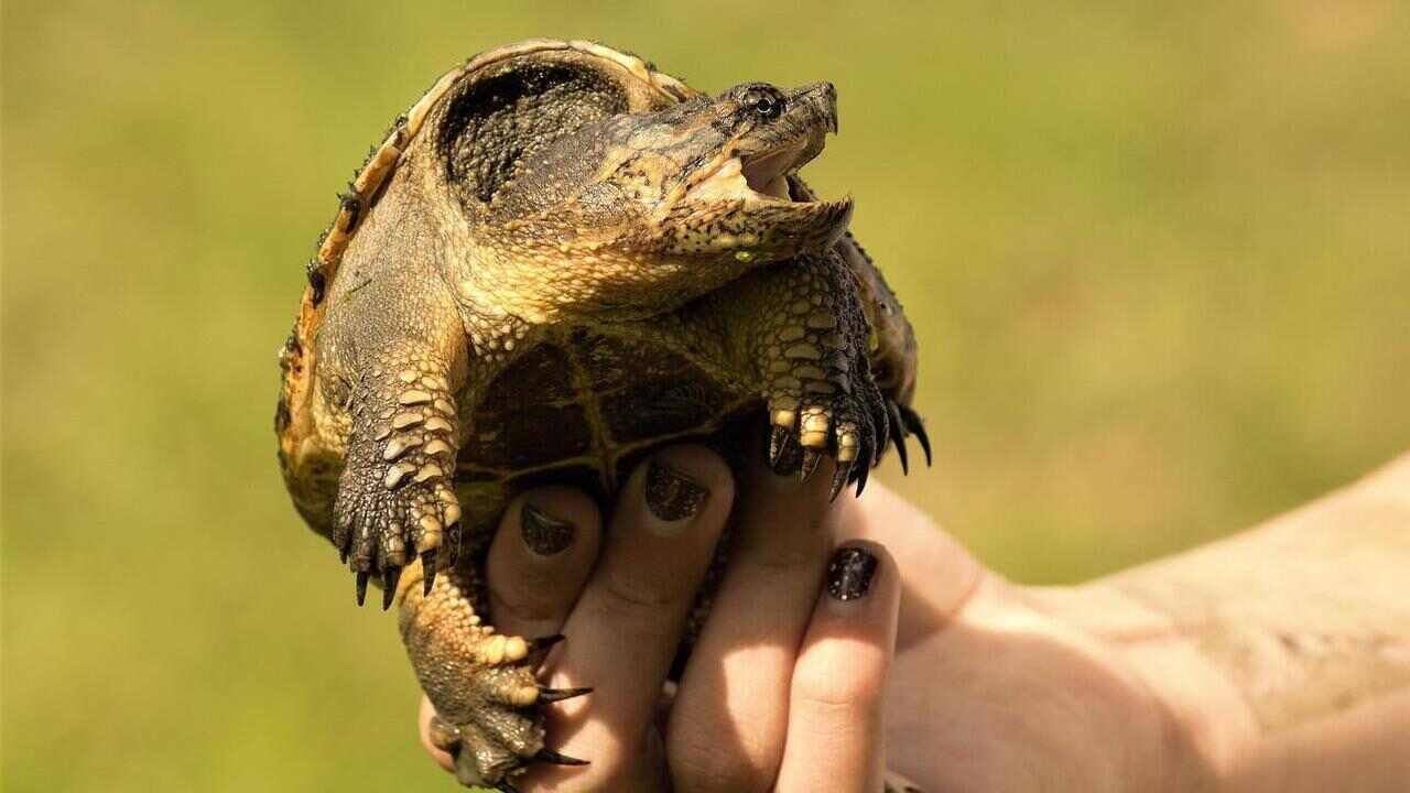 tartaruga azzannatrice Roma