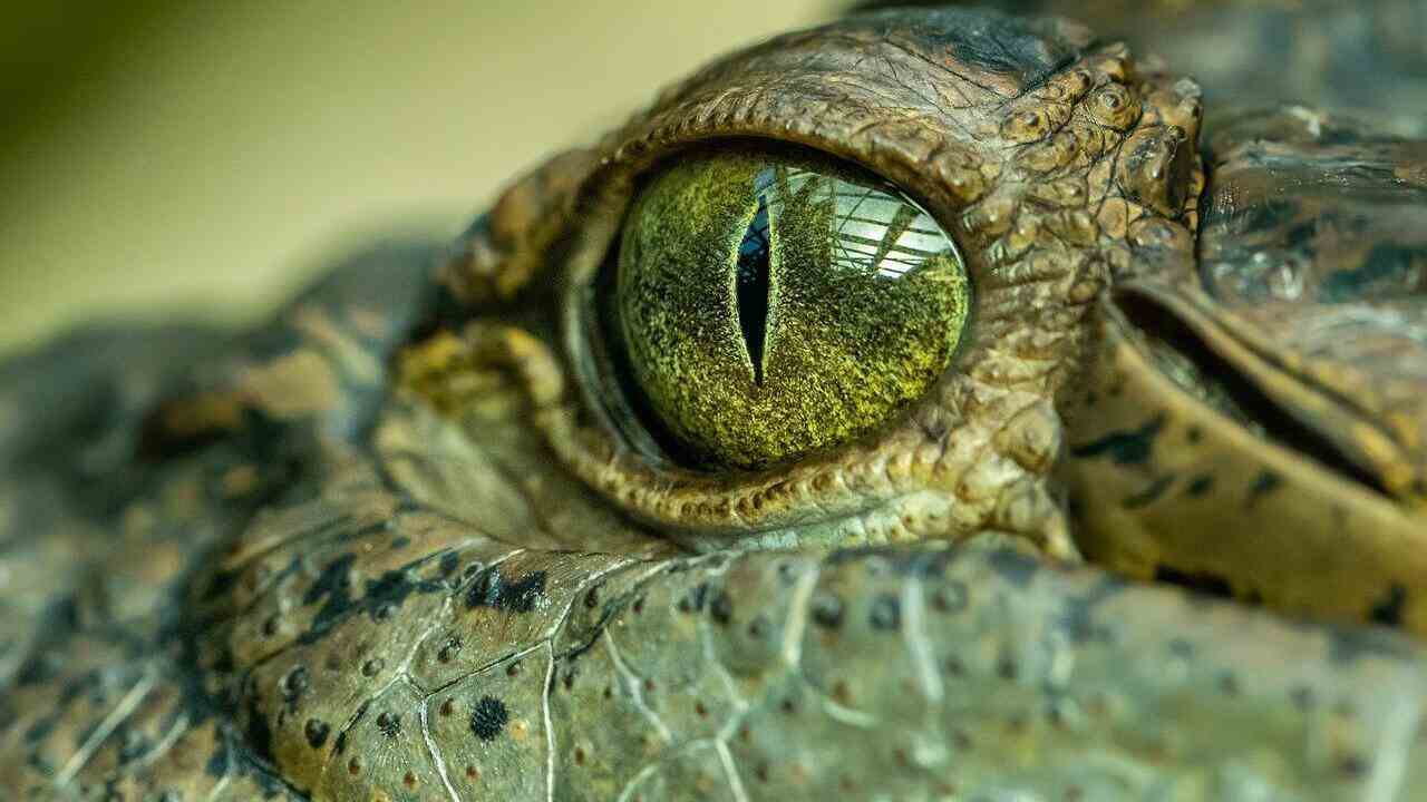 traffico animali online
